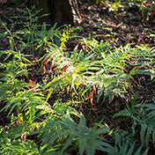 伊勢志摩サミット　伊賀組紐のバックチャーム