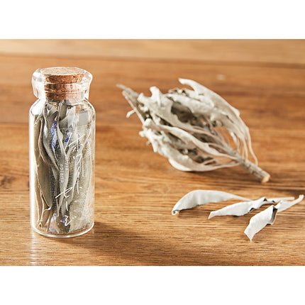 伊勢産ホワイトセージ